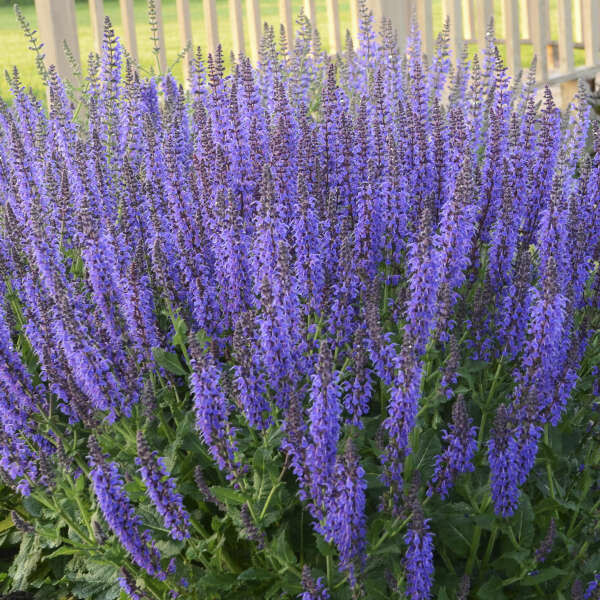 Sage Salvia &#39;May Night&#39;