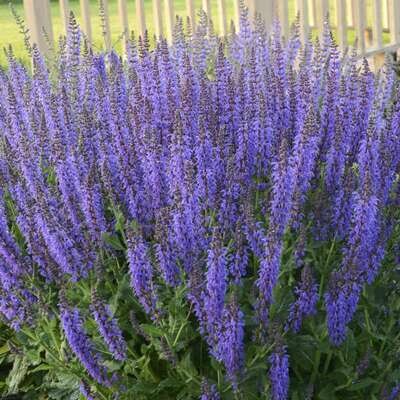 Sage Salvia 'May Night'