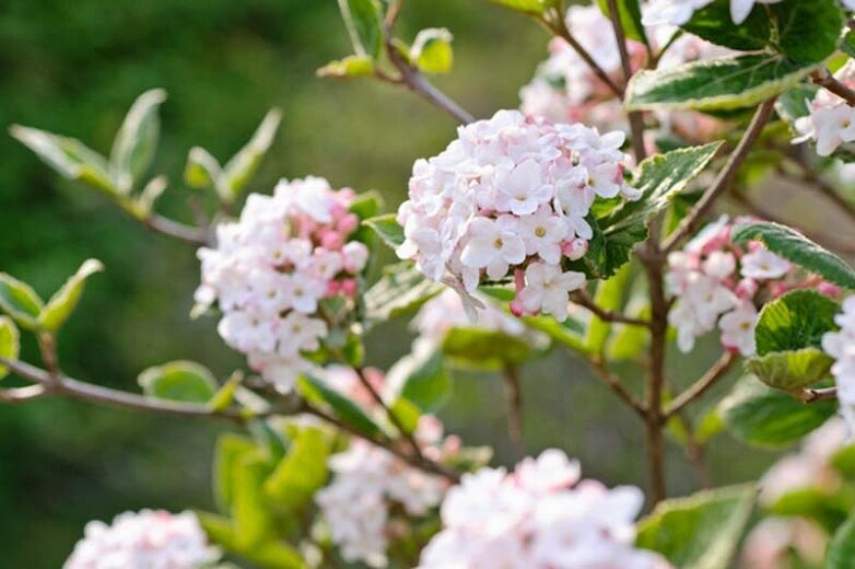 Viburnum Carlesii