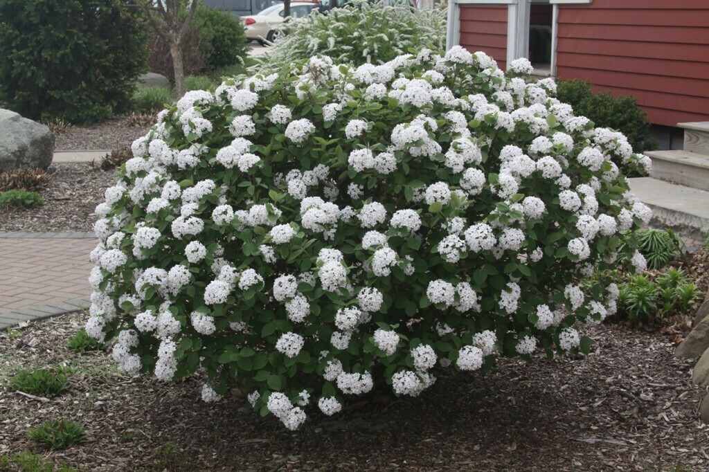 Viburnum Carlesii
