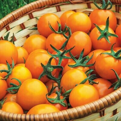 Tomato 'Sungold' Cherrry