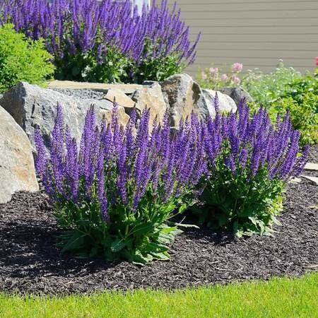 Sage Salvia &#39;May Night&#39;
