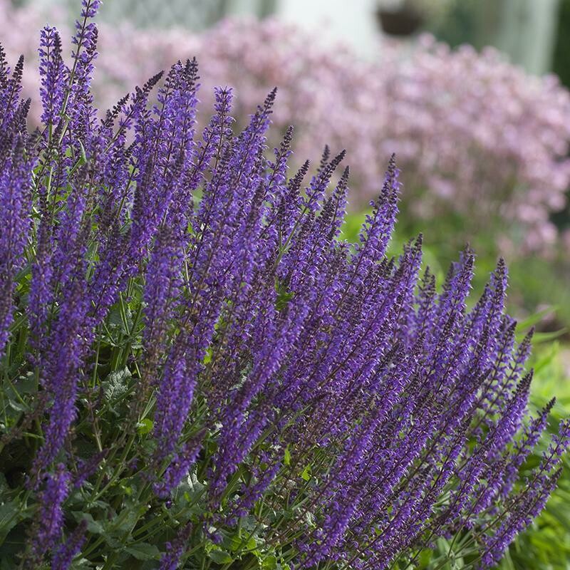 Sage Salvia &#39;May Night&#39;