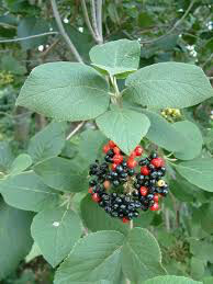 Viburnum Carlesii