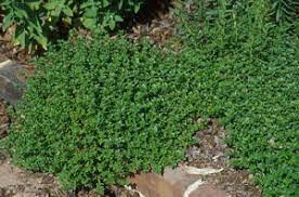 Thyme English