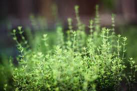 Thyme English