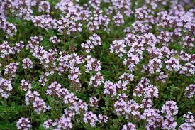 Thyme English