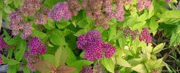 Spiraea Bumalda 'Goldmound' #3