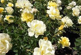 Rosa &#39;Yellow Submarine&#39; 