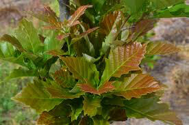 Quercus Bicolor White Oak