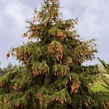 Picea Glauca &#39;Densata&#39;