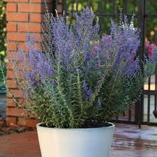 Russian Sage Perovskia Atriplicifolia 1 Gallon