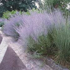 Russian Sage Perovskia Atriplicifolia 1 Gallon