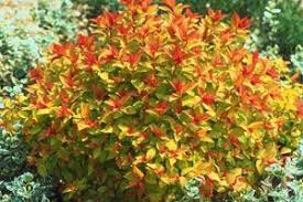 Spiraea Japonica &#39;Magic Carpet&#39; #3