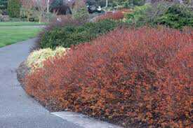 Spiraea Japonica &#39;Magic Carpet&#39; #3