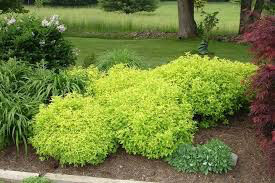 Spiraea Bumalda &#39;Goldmound&#39; #3