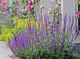 Sage Salvia &#39;May Night&#39;