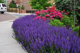 Sage Salvia &#39;May Night&#39;