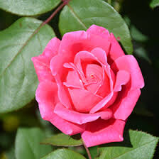 Rosa &#39;Double Pink Knock Out&#39;