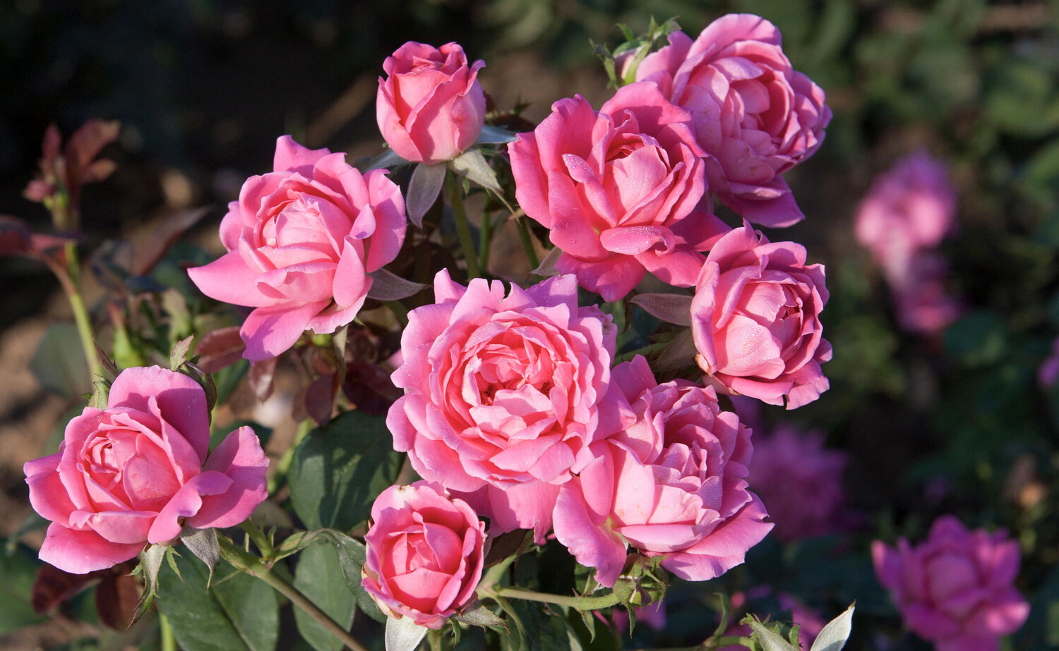 Rosa &#39;Double Pink Knock Out&#39;