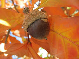 Quercus Bicolor White Oak