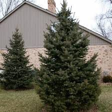 Picea Glauca &#39;Densata&#39;