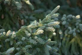 Picea Glauca &#39;Densata&#39;