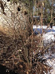 Viburnum Carlesii