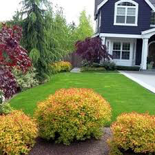 Spiraea Japonica &#39;Magic Carpet&#39; #3