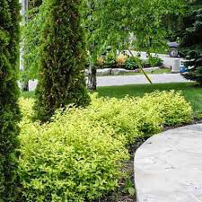 Spiraea Bumalda &#39;Goldmound&#39; #3