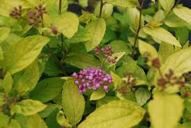 Spiraea Bumalda &#39;Goldmound&#39; #3