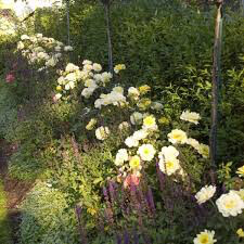 Rosa &#39;Yellow Submarine&#39; 