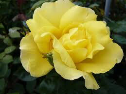 Rosa &#39;Golden Showers&#39; Climbing