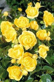 Rosa &#39;Golden Showers&#39; Climbing