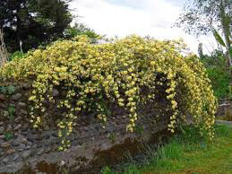 Rosa &#39;Golden Showers&#39; Climbing