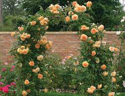 Rosa &#39;Garden Sun&#39; Climbing