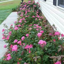 Rosa &#39;Double Pink Knock Out&#39;