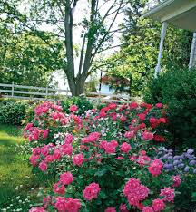 Rosa &#39;Double Pink Knock Out&#39;