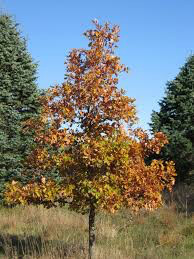 Quercus Bicolor White Oak