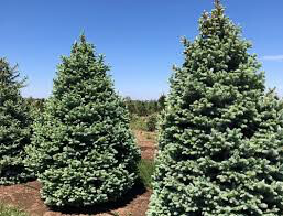 Picea Glauca &#39;Densata&#39;