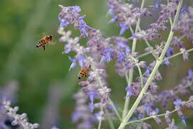 Russian Sage Perovskia Atriplicifolia 1 Gallon