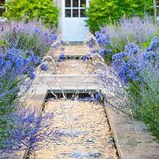 Russian Sage Perovskia Atriplicifolia 1 Gallon
