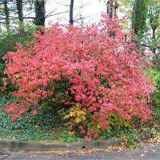 Viburnum Carlesii