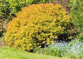 Spiraea Japonica &#39;Magic Carpet&#39; #3