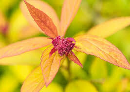 Spiraea Japonica 'Magic Carpet' #3