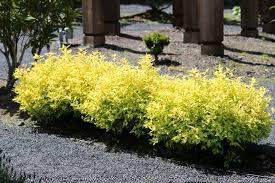 Spiraea Bumalda &#39;Goldmound&#39; #3