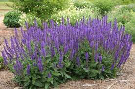 Sage Salvia &#39;May Night&#39;