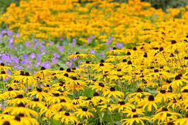 Rudbeckia Fulgida &#39;Goldsturm&#39; 1 Gallon