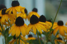 Rudbeckia Fulgida &#39;Goldsturm&#39; 1 Gallon