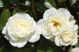 Rosa &#39;Iceberg&#39;
